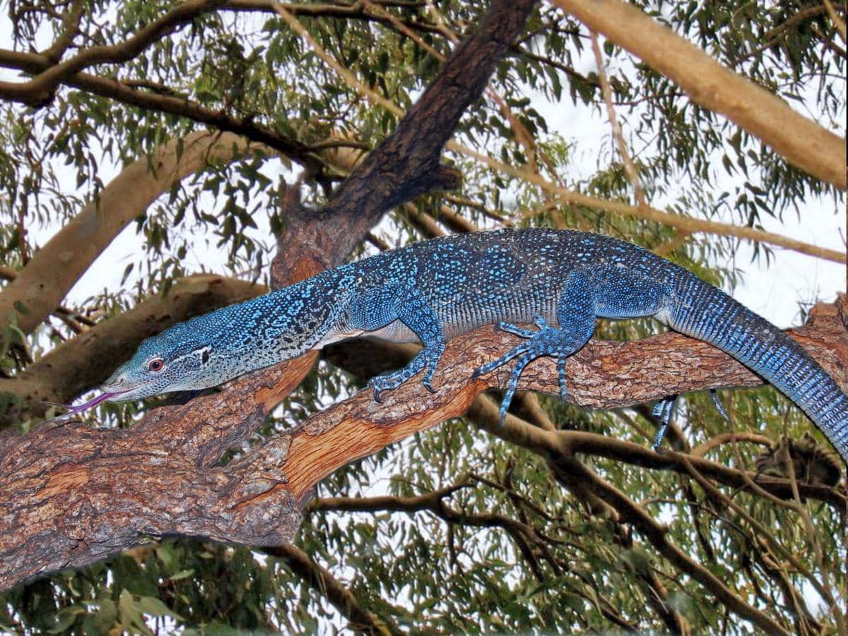 ilustrasi biawak bertotol biru yang resmi diakui secara sains sejak 2001