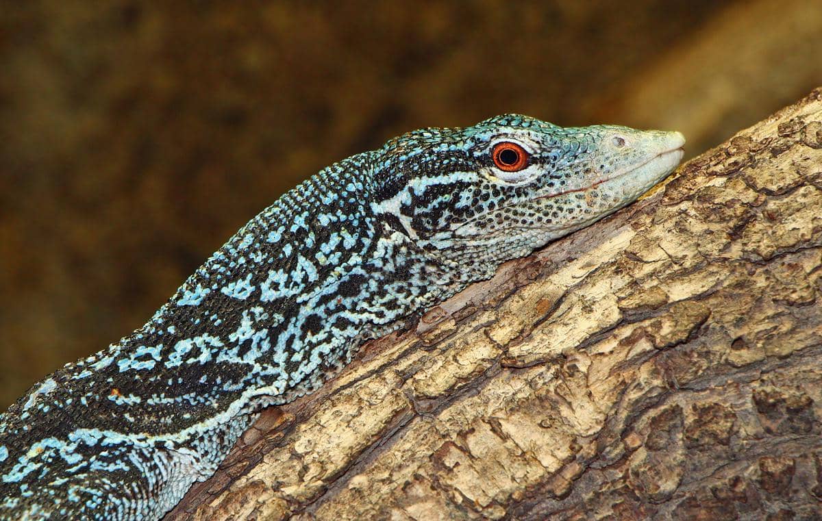 ilustrasi biawak bertotol biru yang terancam karena diperdagangkan