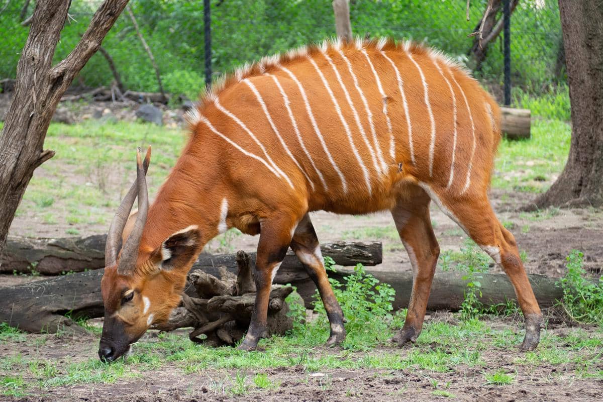 bongo
