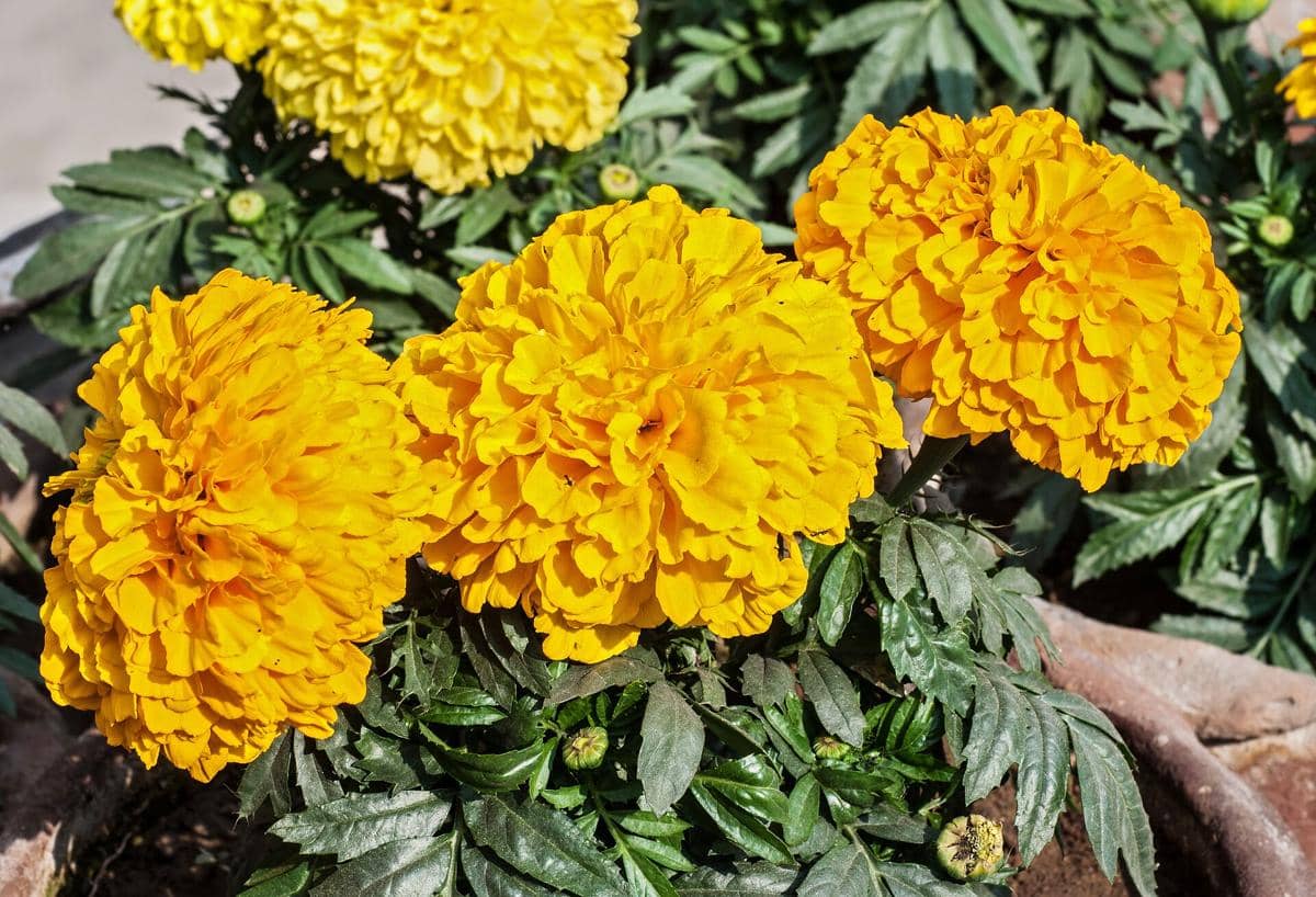 ilustrasi marigold