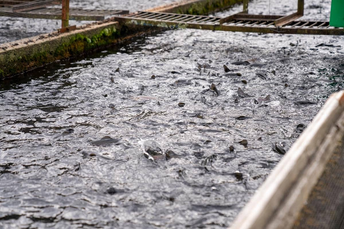 5 Jenis Ikan Air Tawar yang Paling Cepat Panen dan Mudah Dirawat