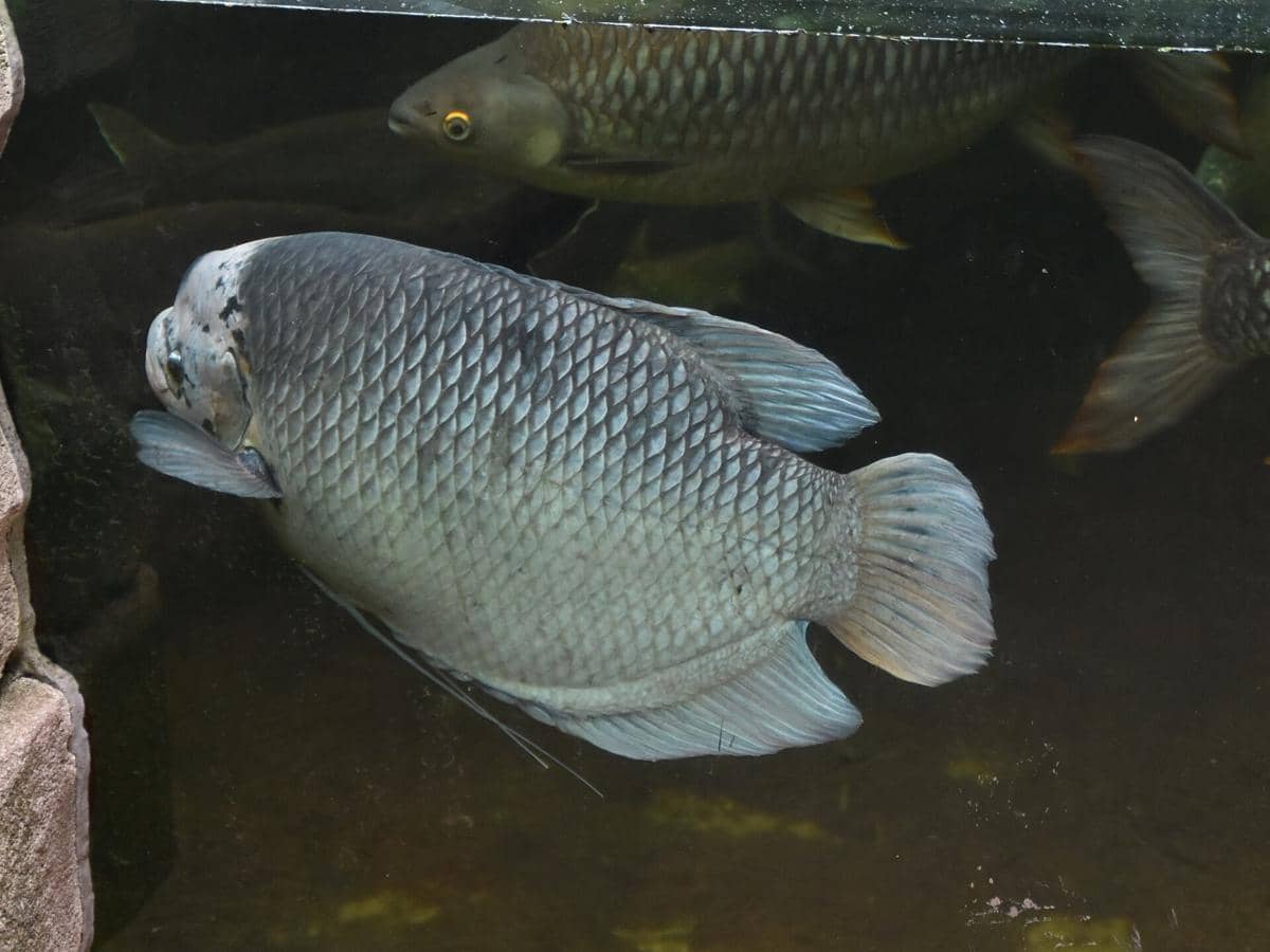 ilustrasi ikan gurami