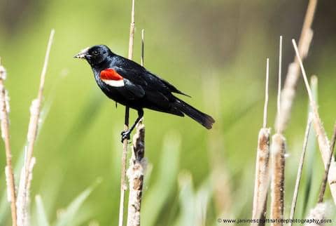 5 Fakta Tricolored Blackbird, Burung dengan Warna Sayap yang Sangat Khas