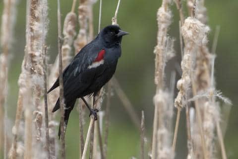 tricolored blackbird