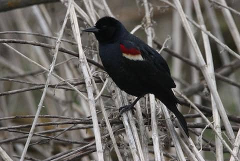 tricolored blackbird