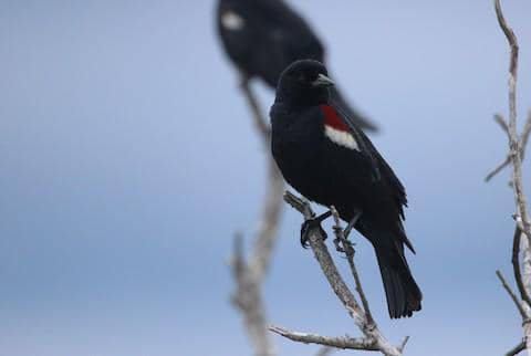 tricolored blackbird