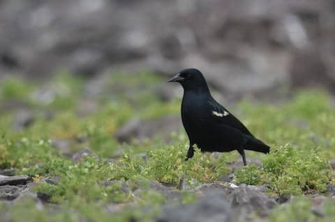 tricolored blackbird