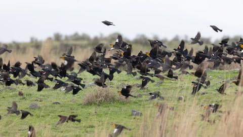 tricolored blackbird