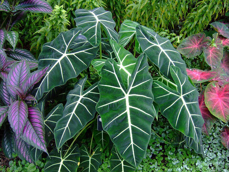 ilustrasi alocasia frydek