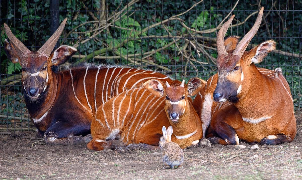 bongo