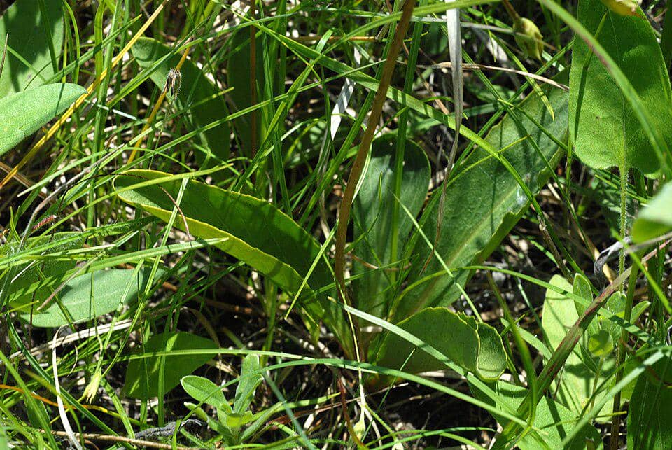 Daun Primula meadia