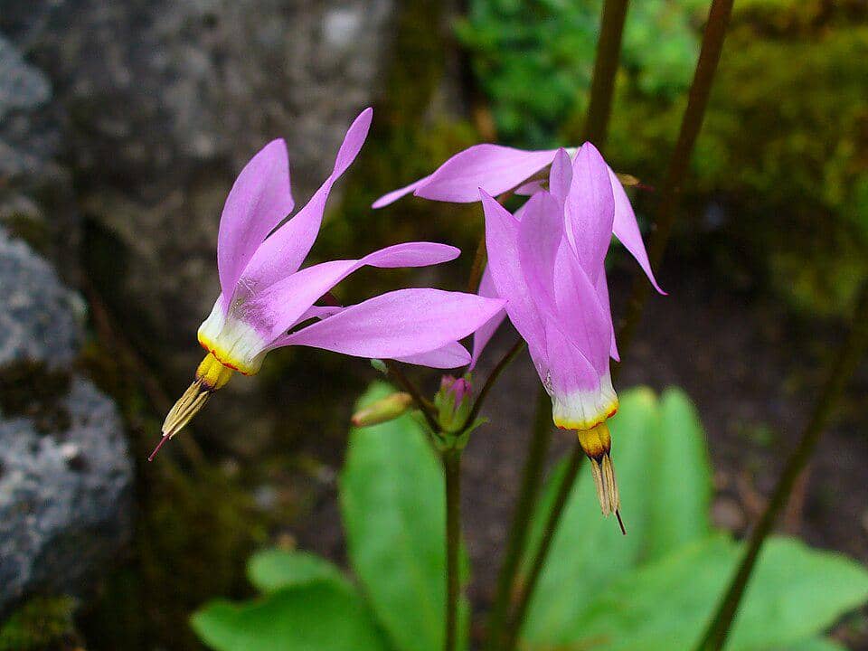 Bunga Primula meadia
