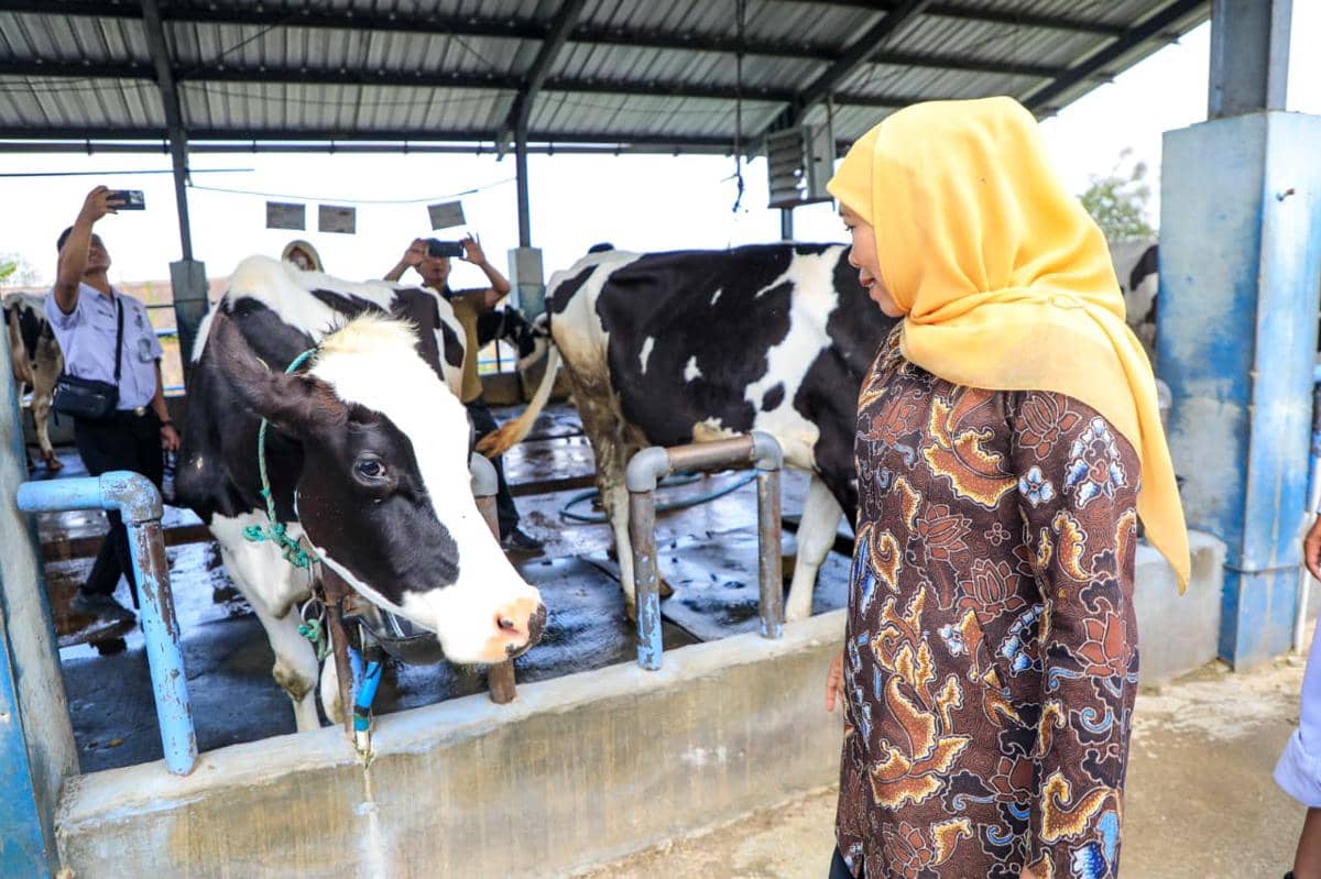 Sapi Perah UPT HMT Pemprov Jatim Sumbang Rp1 Miliar PAD