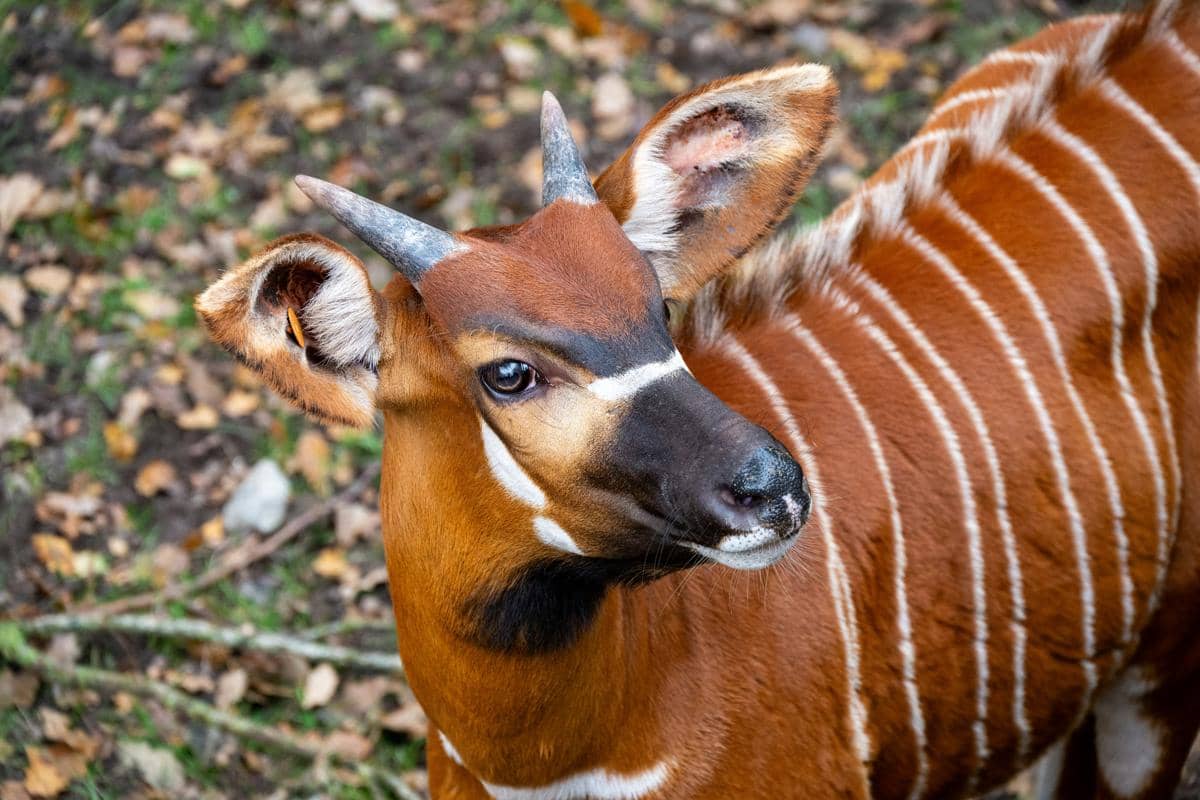 5 Fakta Unik Bongo, Antelop Bergaris Putih dari Afrika