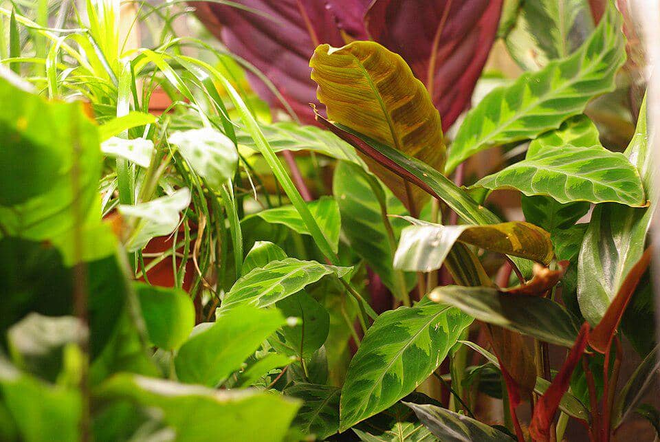 ilustrasi calathea warscewiczii