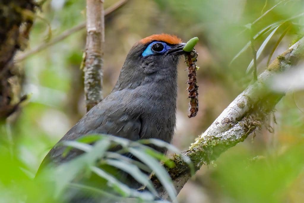 Burung Coua reynaudii