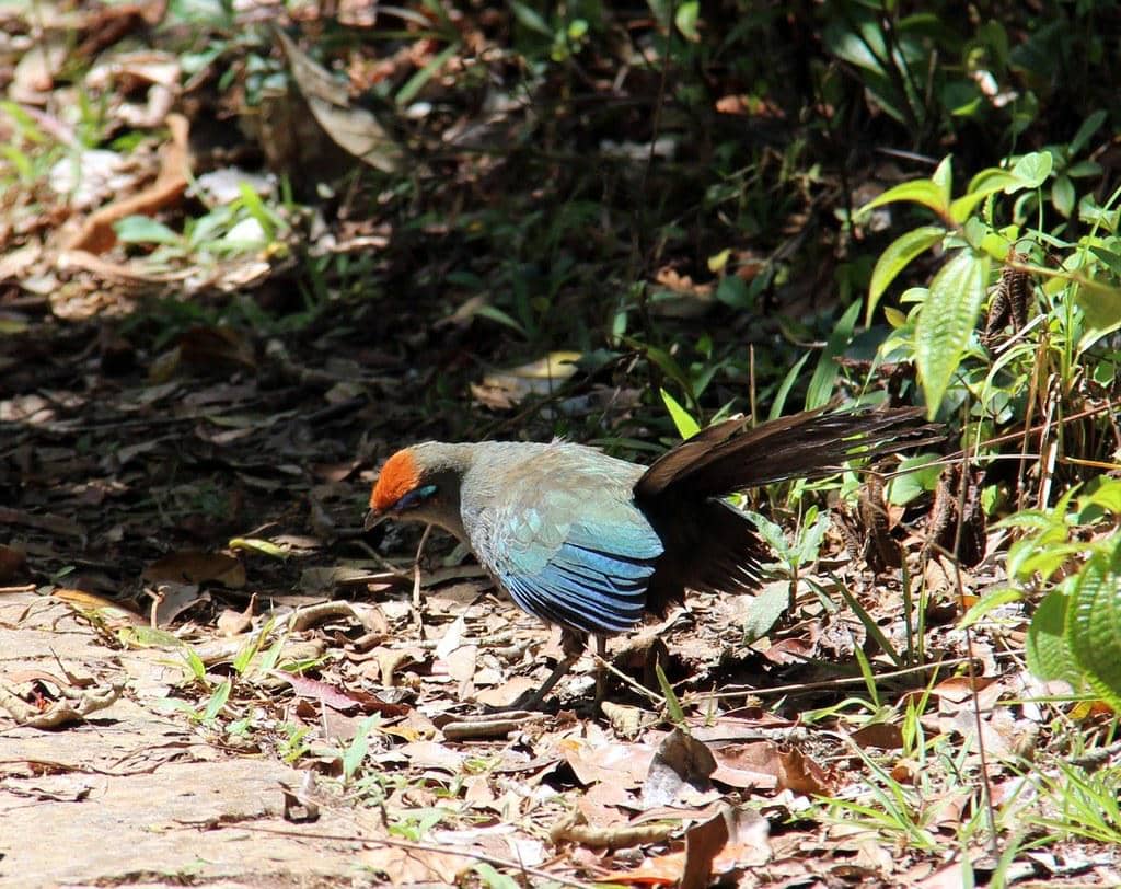 Burung Coua reynaudii