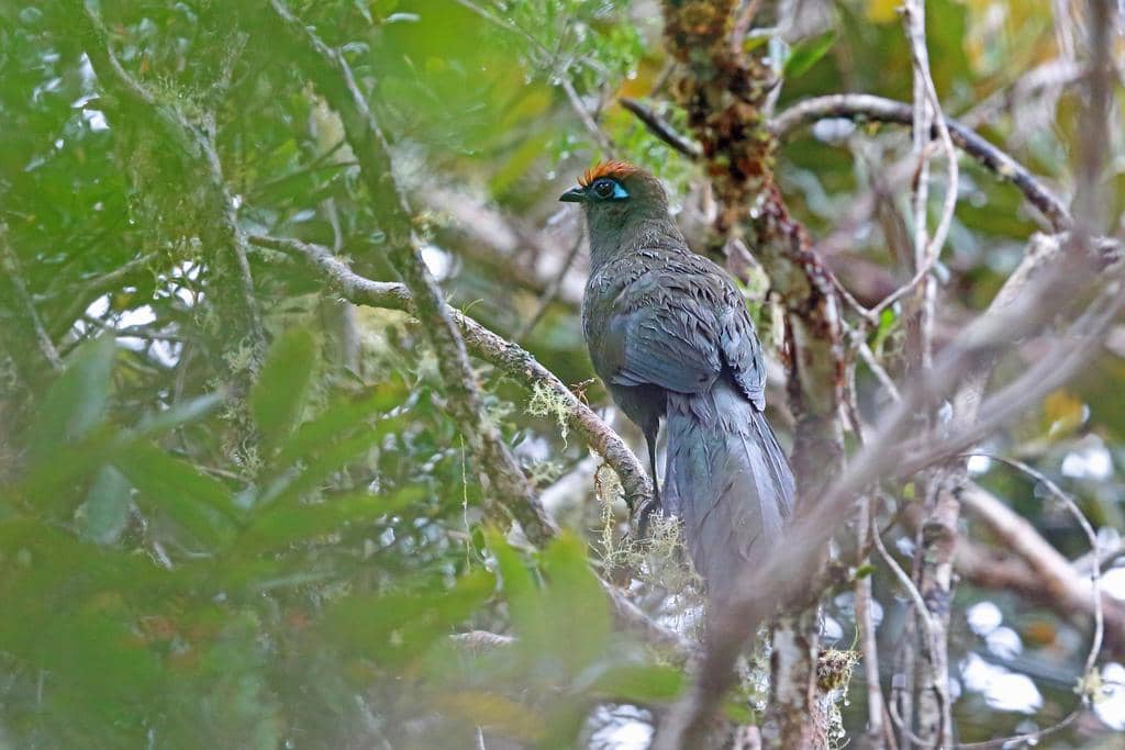 Burung Coua reynaudii