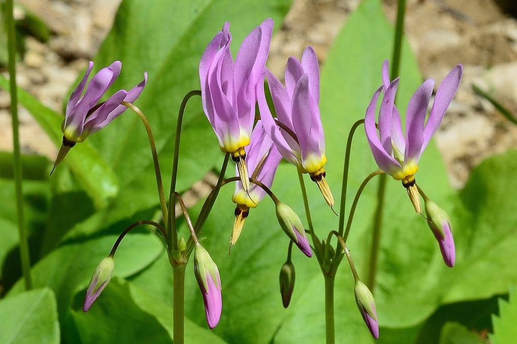 Bunga Primula meadia