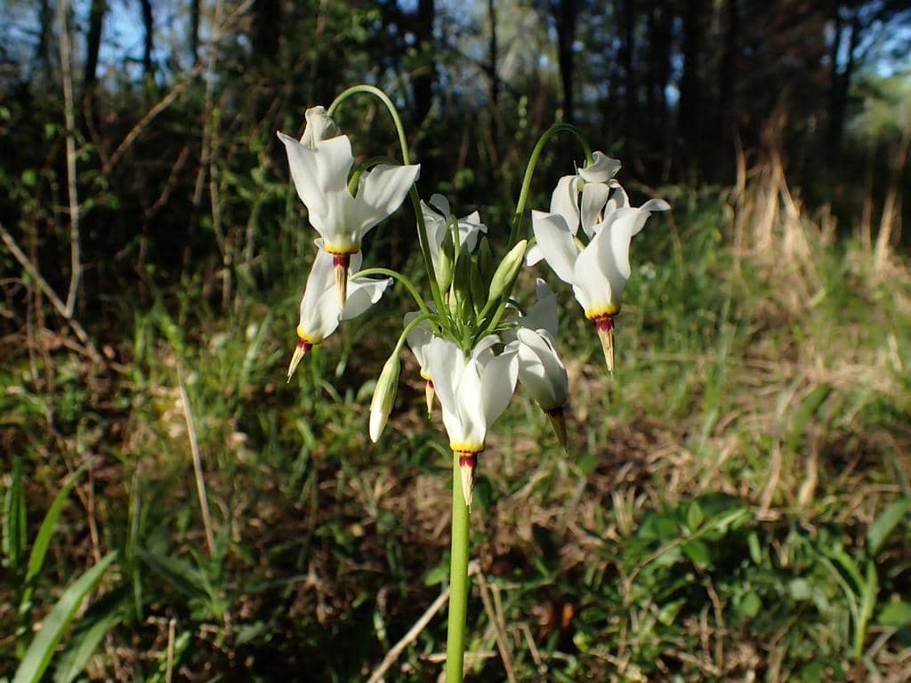 Bunga Primula meadia
