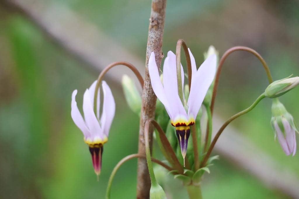 Bunga Primula meadia