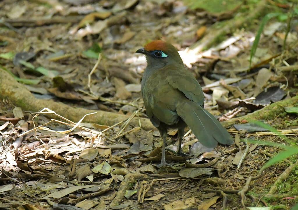 Burung Coua reynaudii