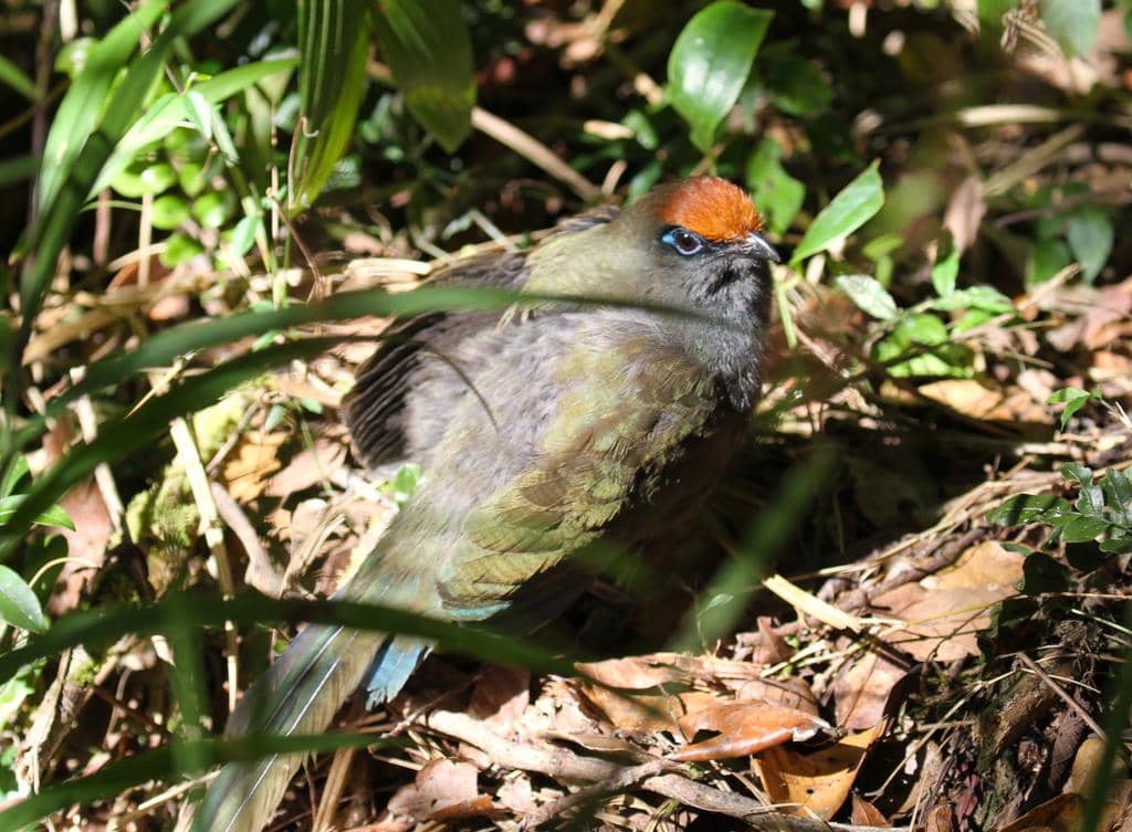 Burung Coua reynaudii