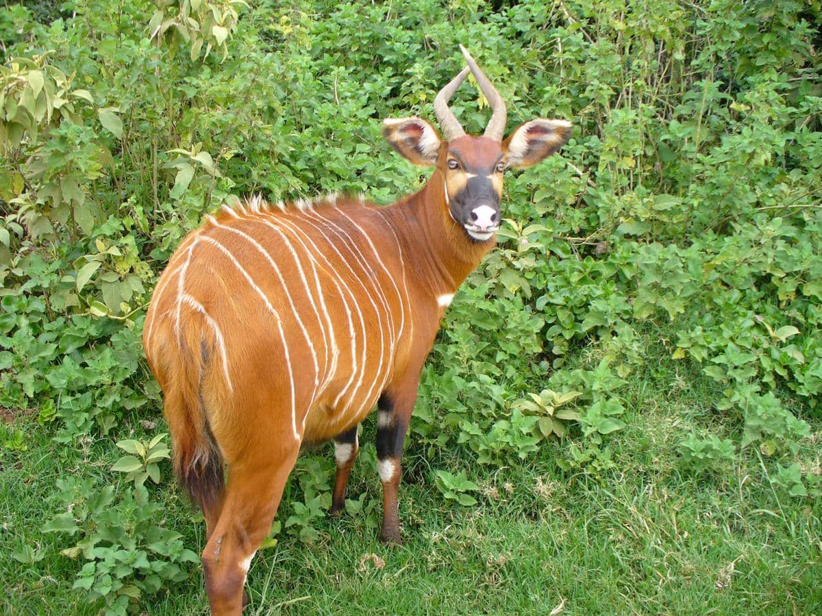bongo