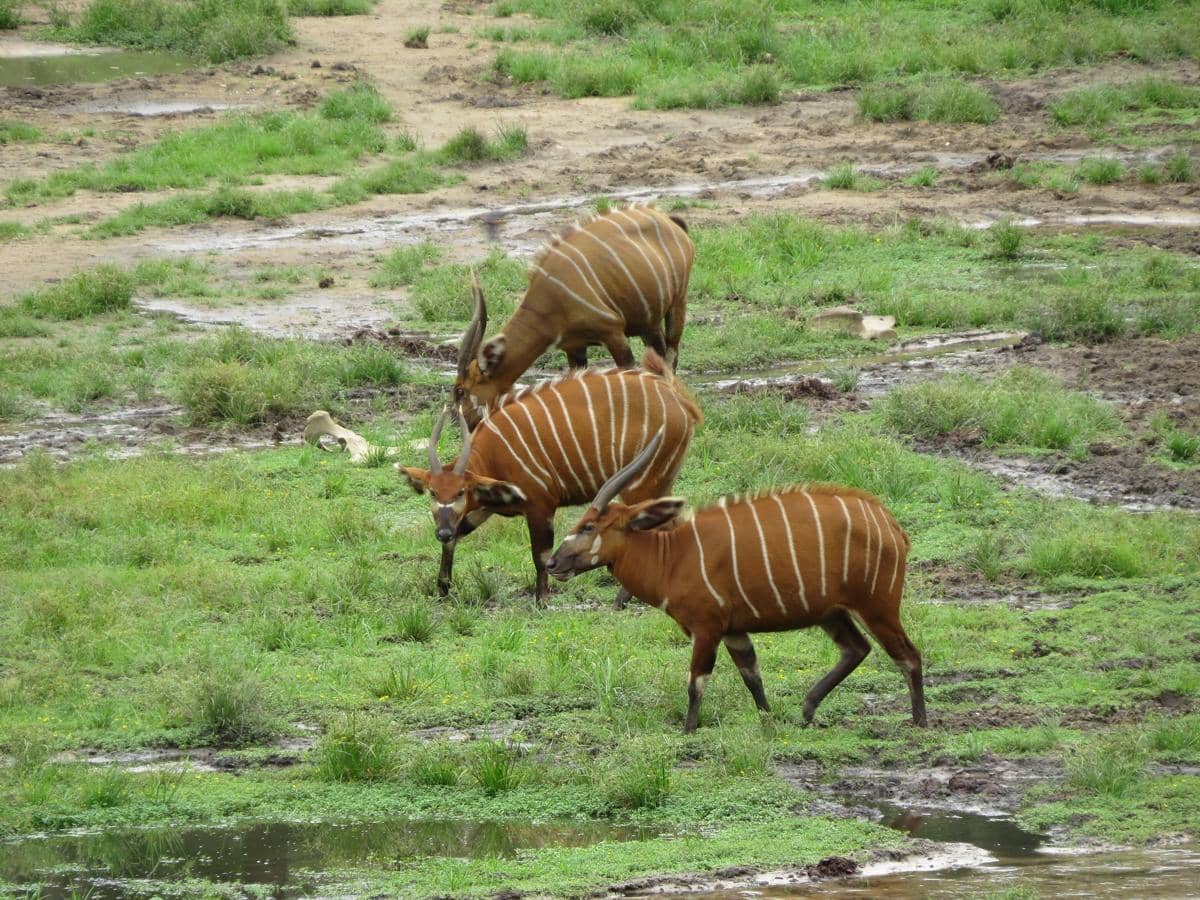 bongo