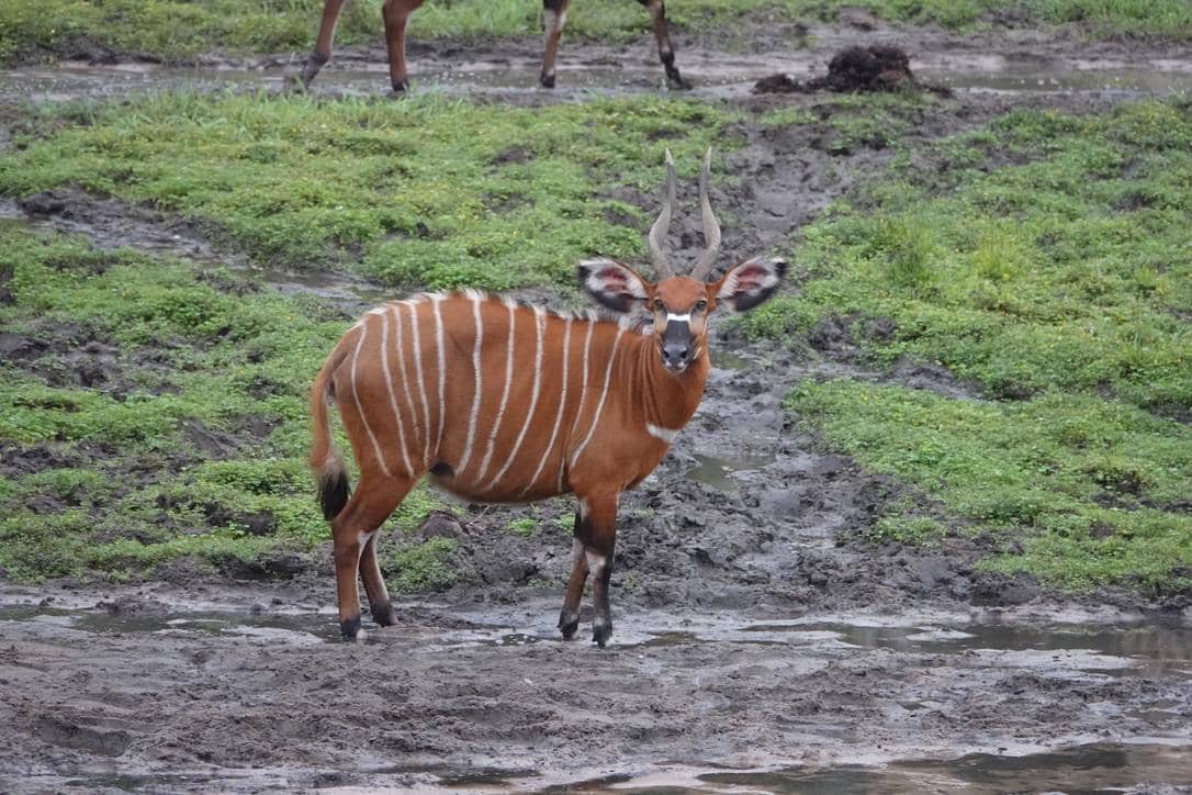 bongo