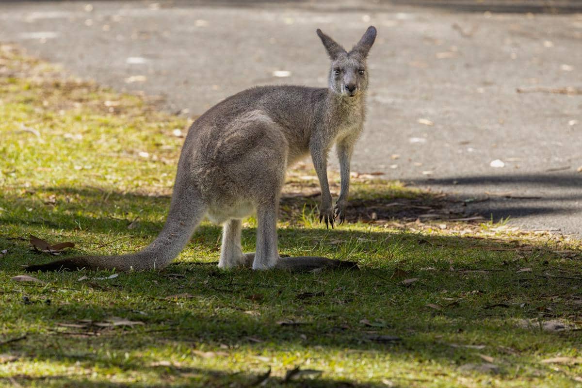 ilustrasi wisata di Australia