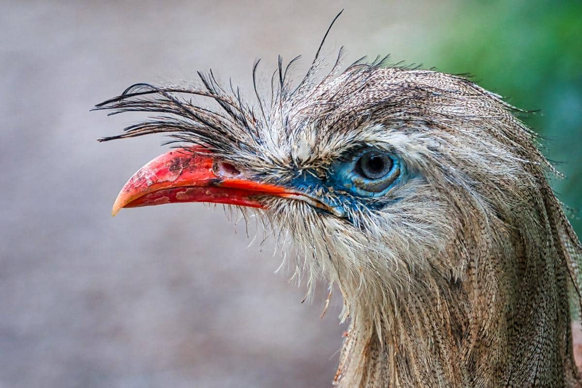 Burung seriema