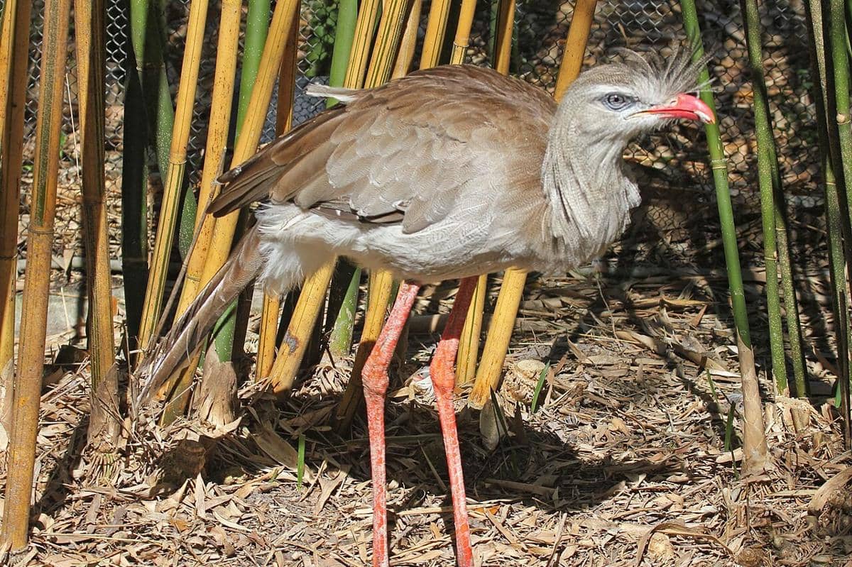 Burung seriema