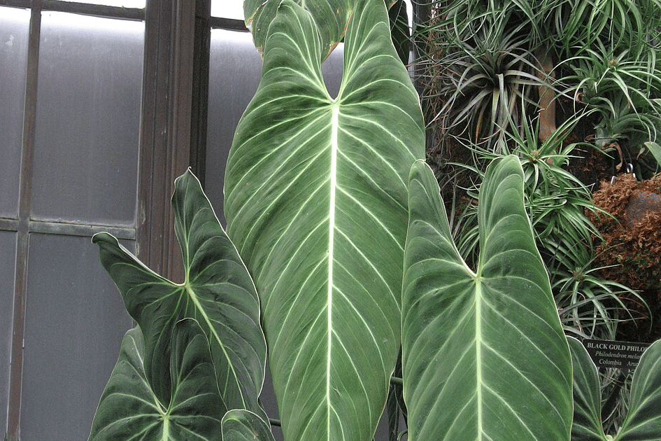ilustrasi philodendron melanochrysum