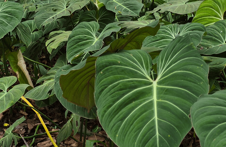 ilustrasi philodendron gloriosum