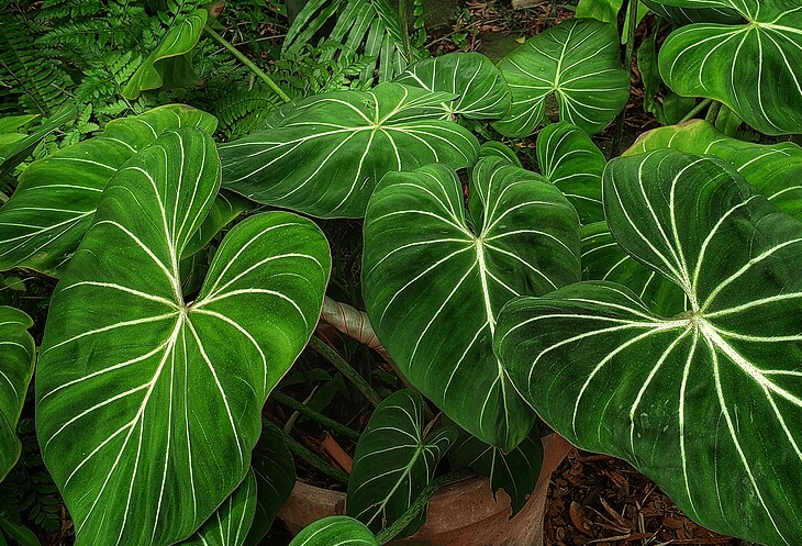 5 Tanaman Hias dengan Daun Beludru yang Beri Sentuhan Mewah pada Rumah