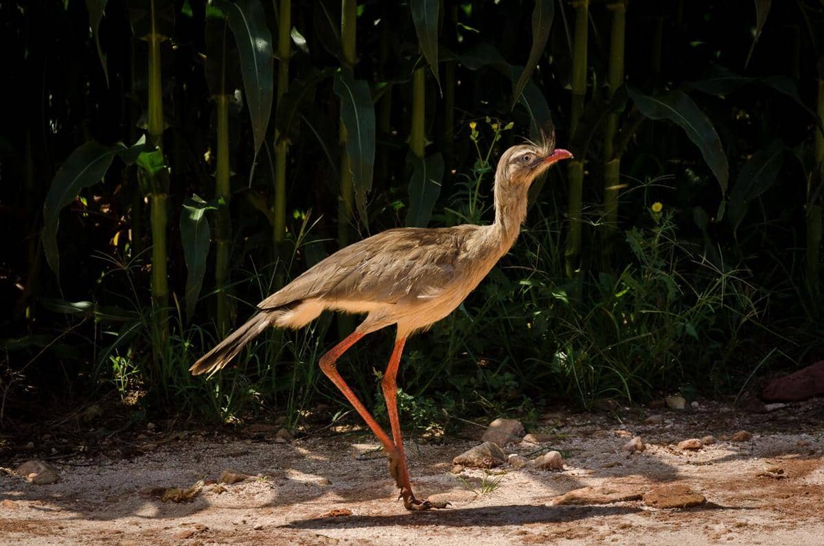 Burung seriema