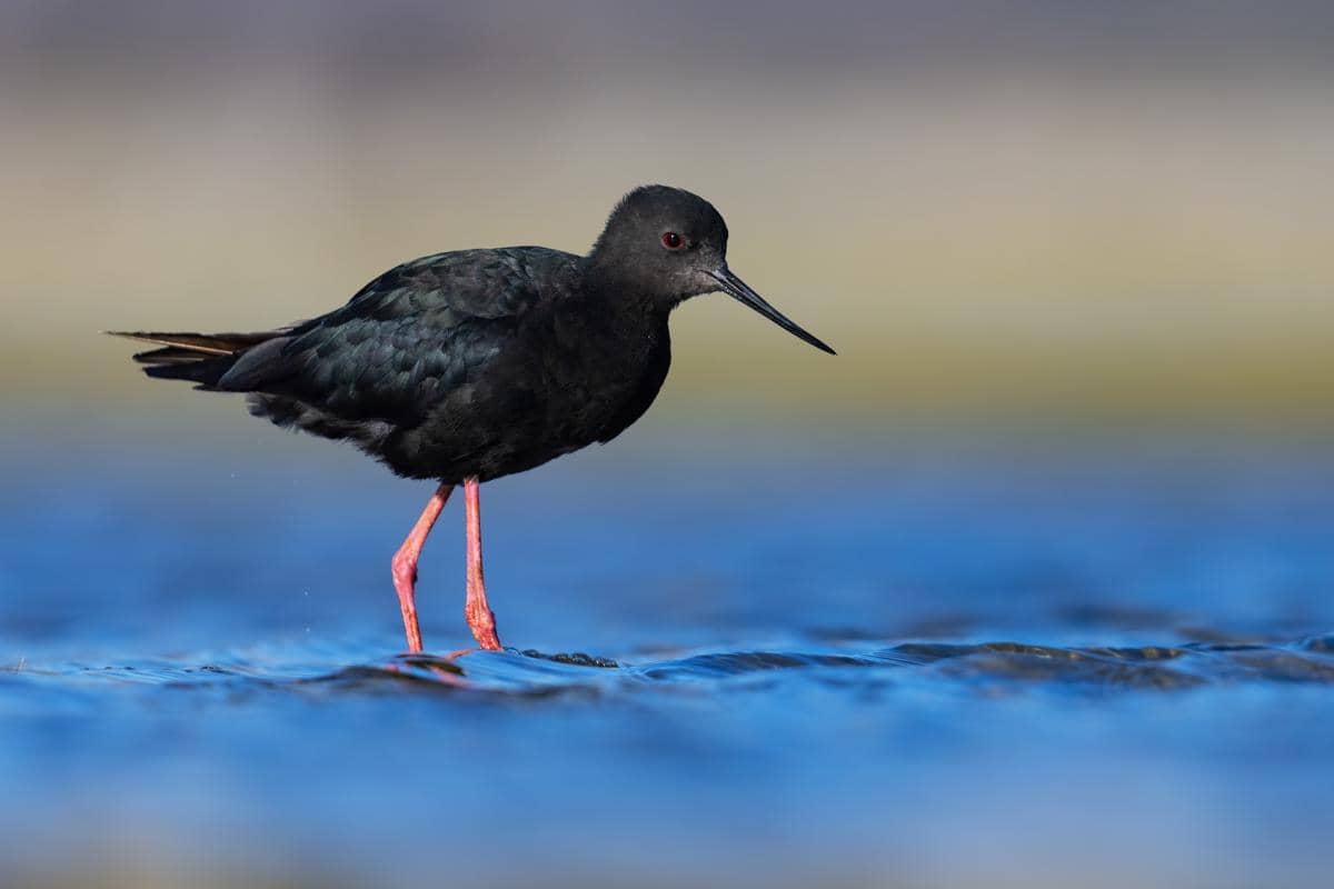 7 Fakta Menarik Black Stilt, Burung Hitam Langka dari Selandia Baru