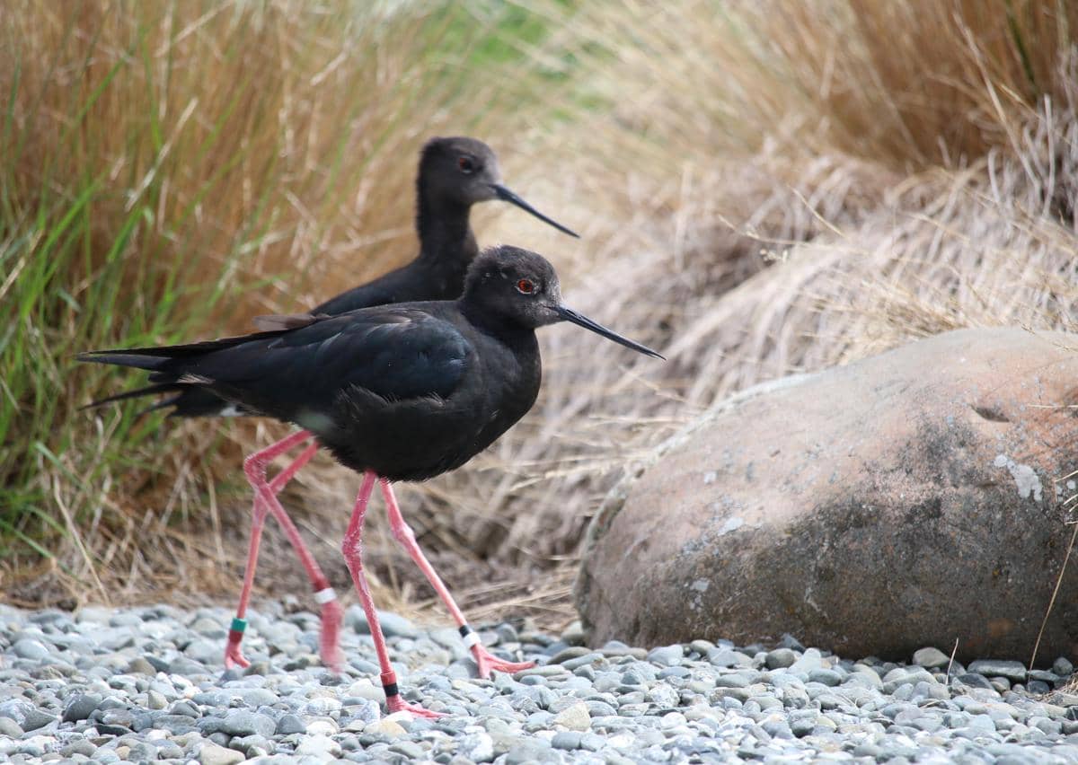 Burung black stilt endemik Selandia Baru