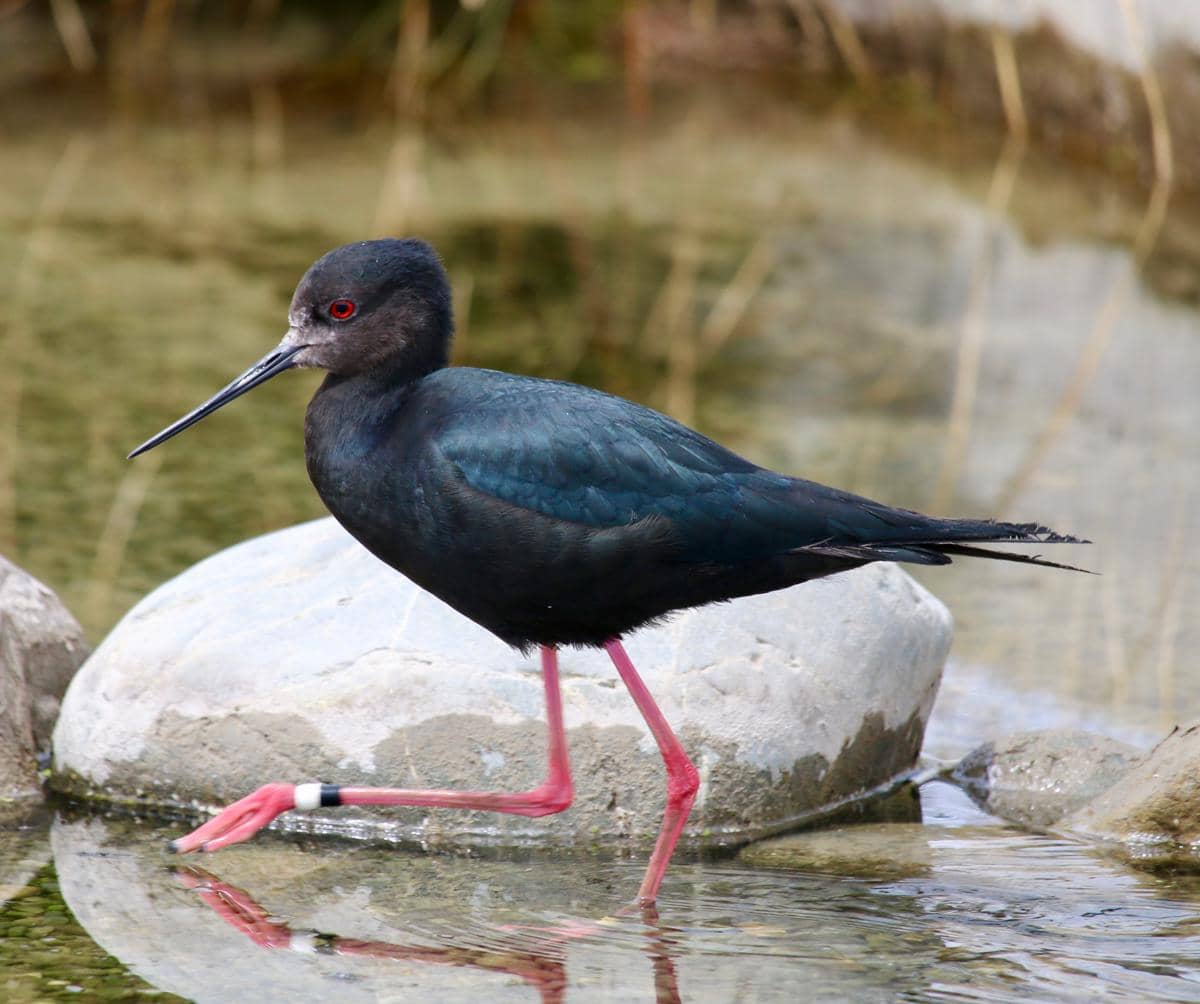 Burung black stilt endemik Selandia Baru