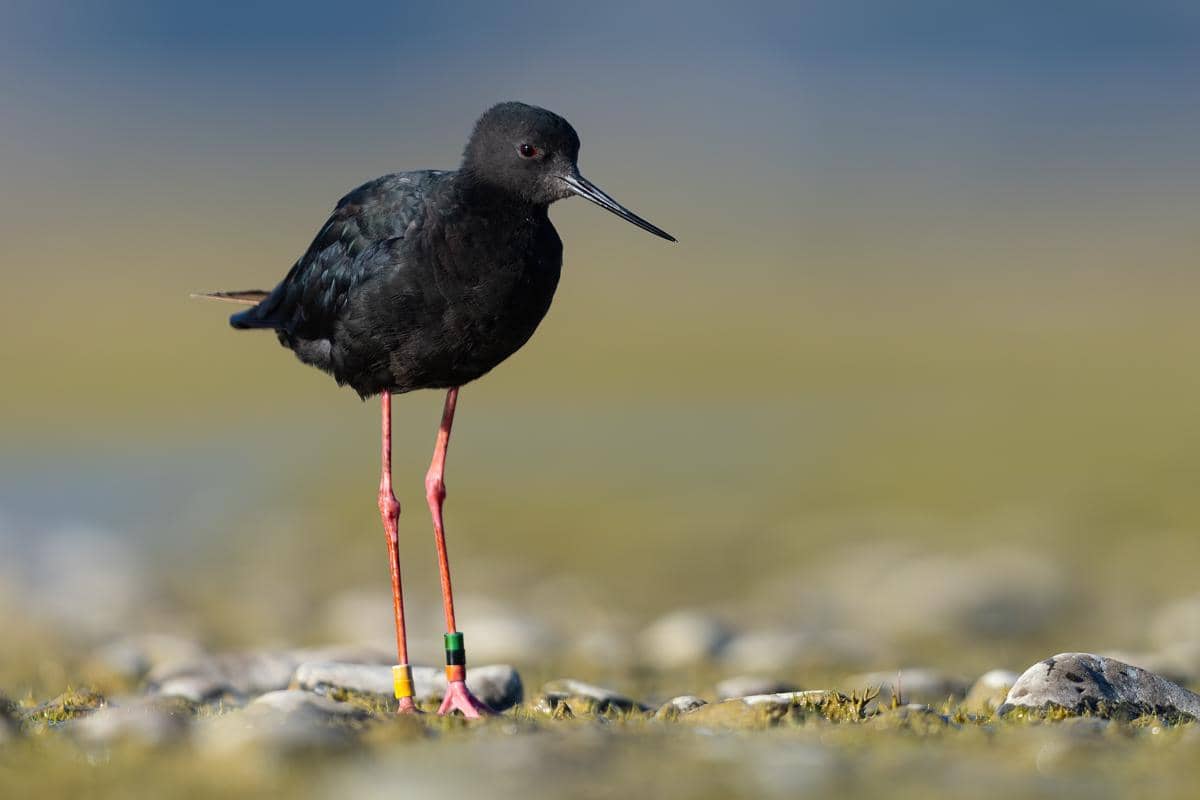 Burung black stilt endemik Selandia Baru