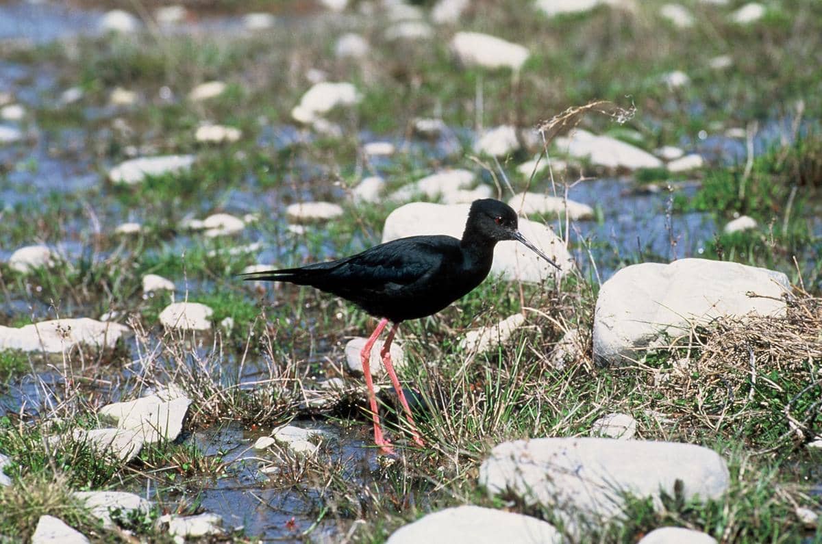 Burung black stilt endemik Selandia Baru