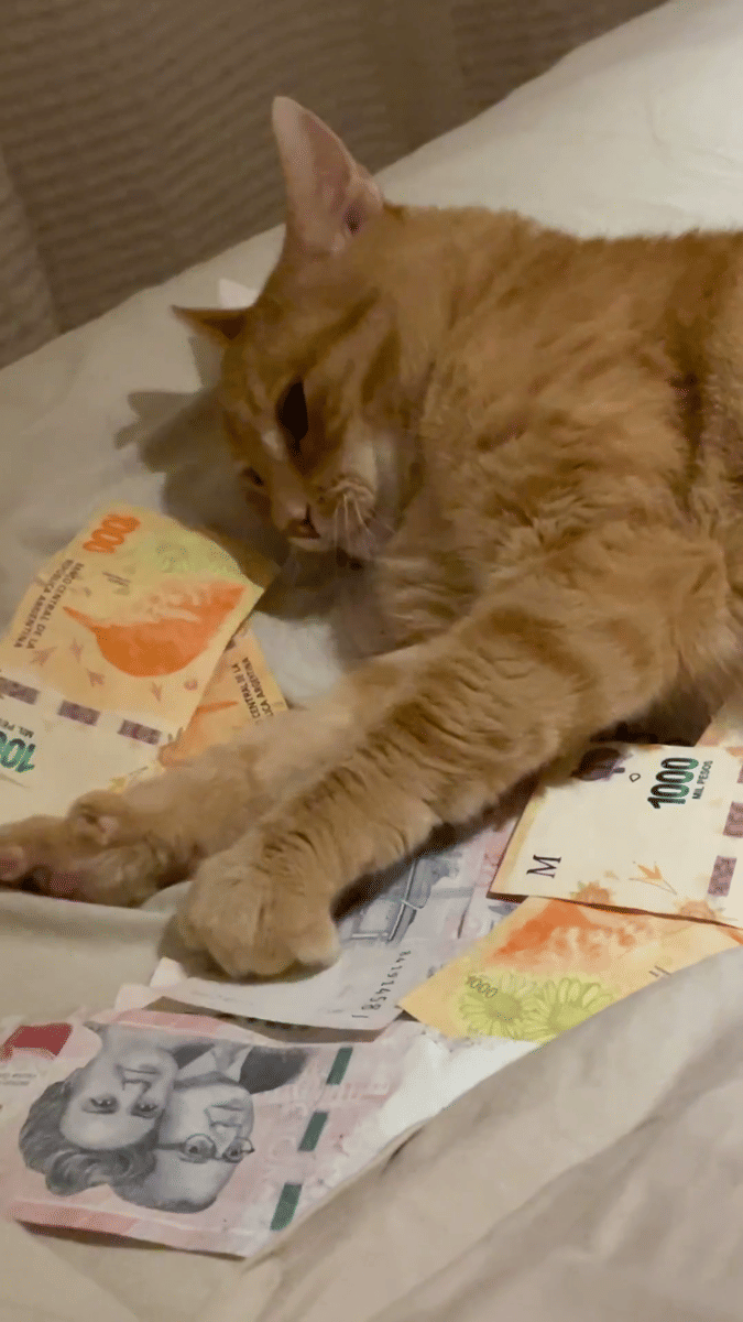 meme kucing tentang kaya raya
