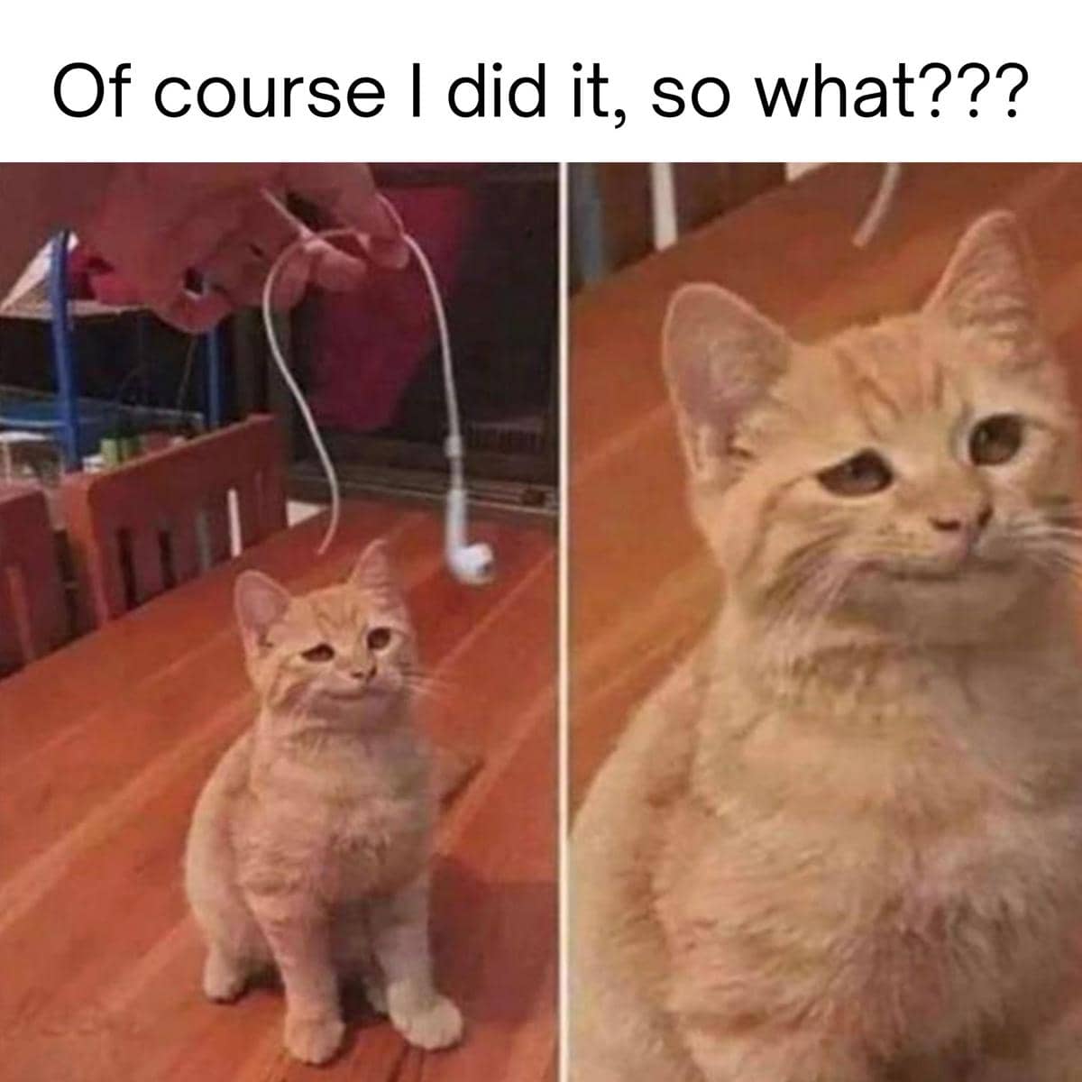 meme kucing tentang penyesalan