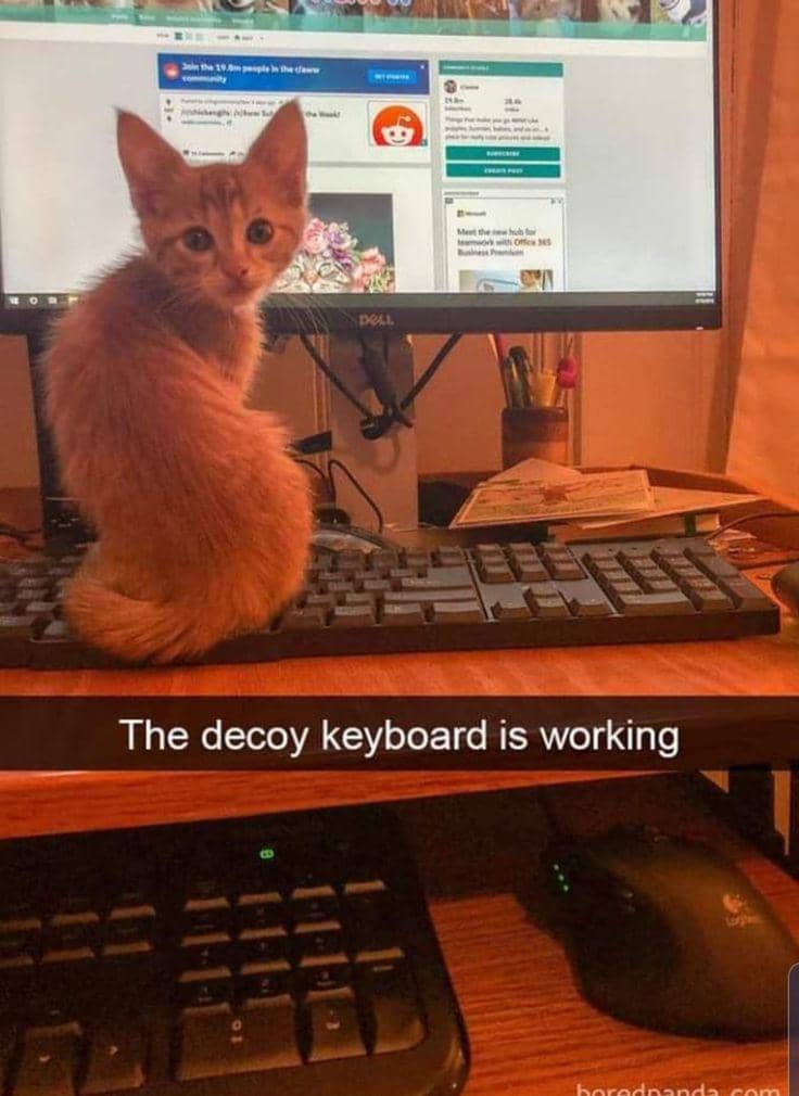 meme kucing tentang keyboard