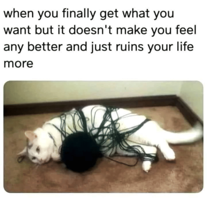 meme kucing tentang bola