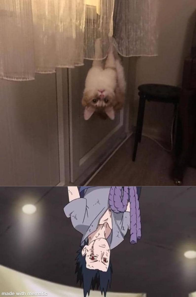 meme Naruto tentang kucing