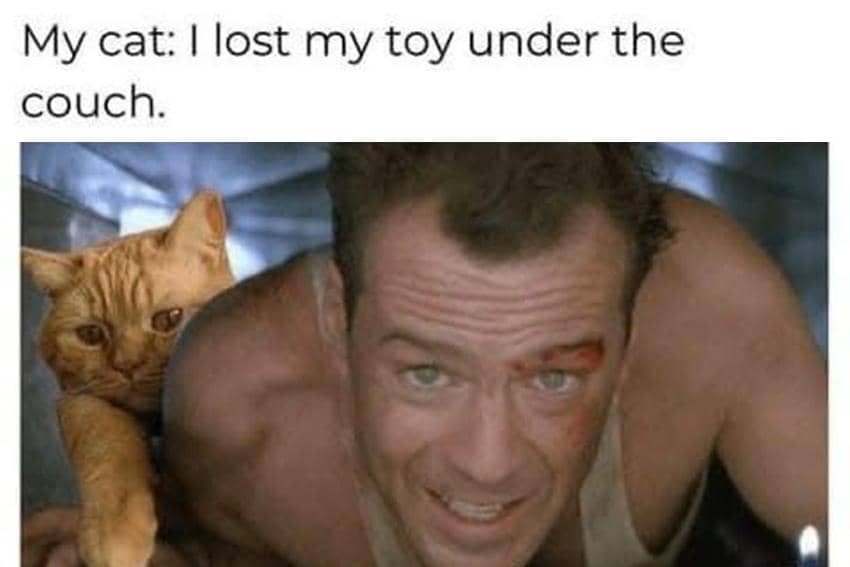 8 Meme Kucing tentang Prioritas, Mereka Harus Diutamakan