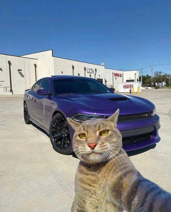 meme kucing tentang kaya raya