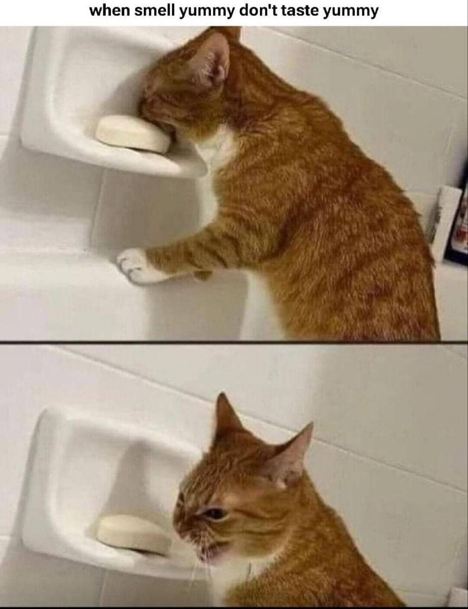 meme kucing tentang penyesalan